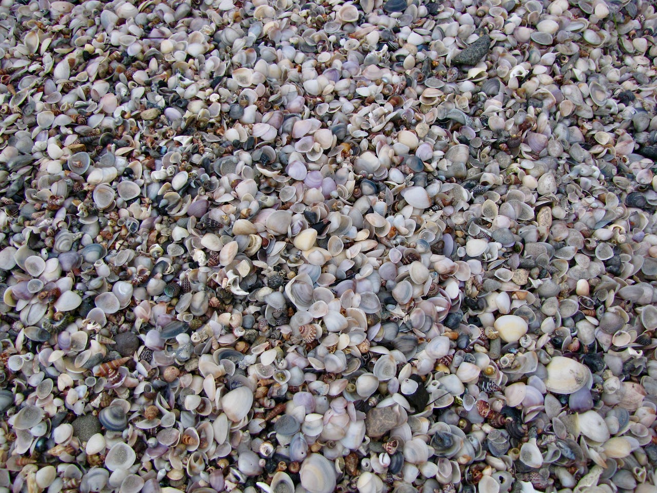Beach close-up: thousands of shells of various species, predominantly pipis