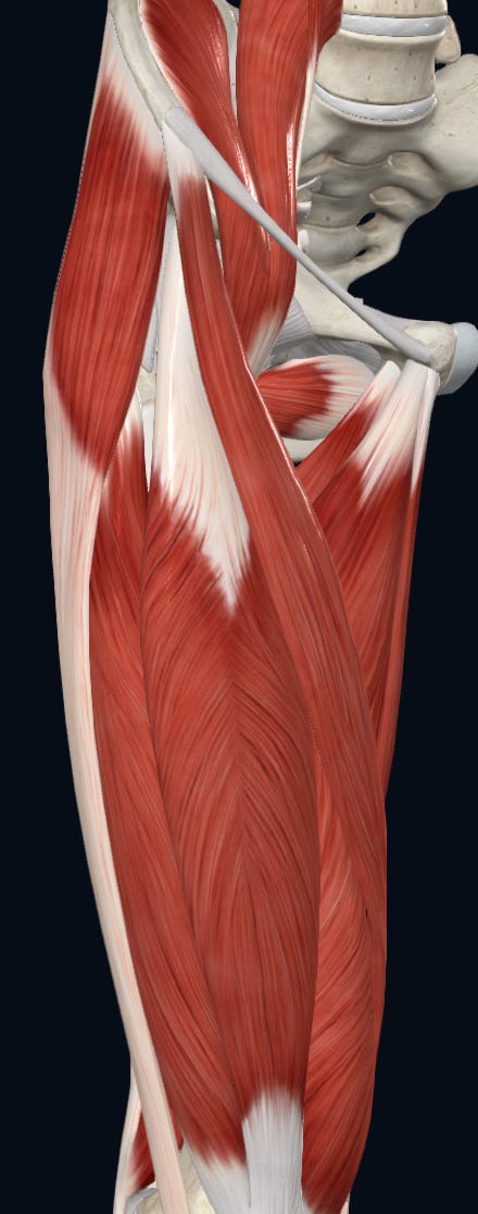 Anterior view of Adductor Longus and Brevis