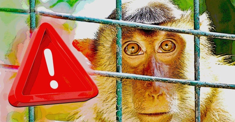 monkey on the right in a cage with a caution sign on the left