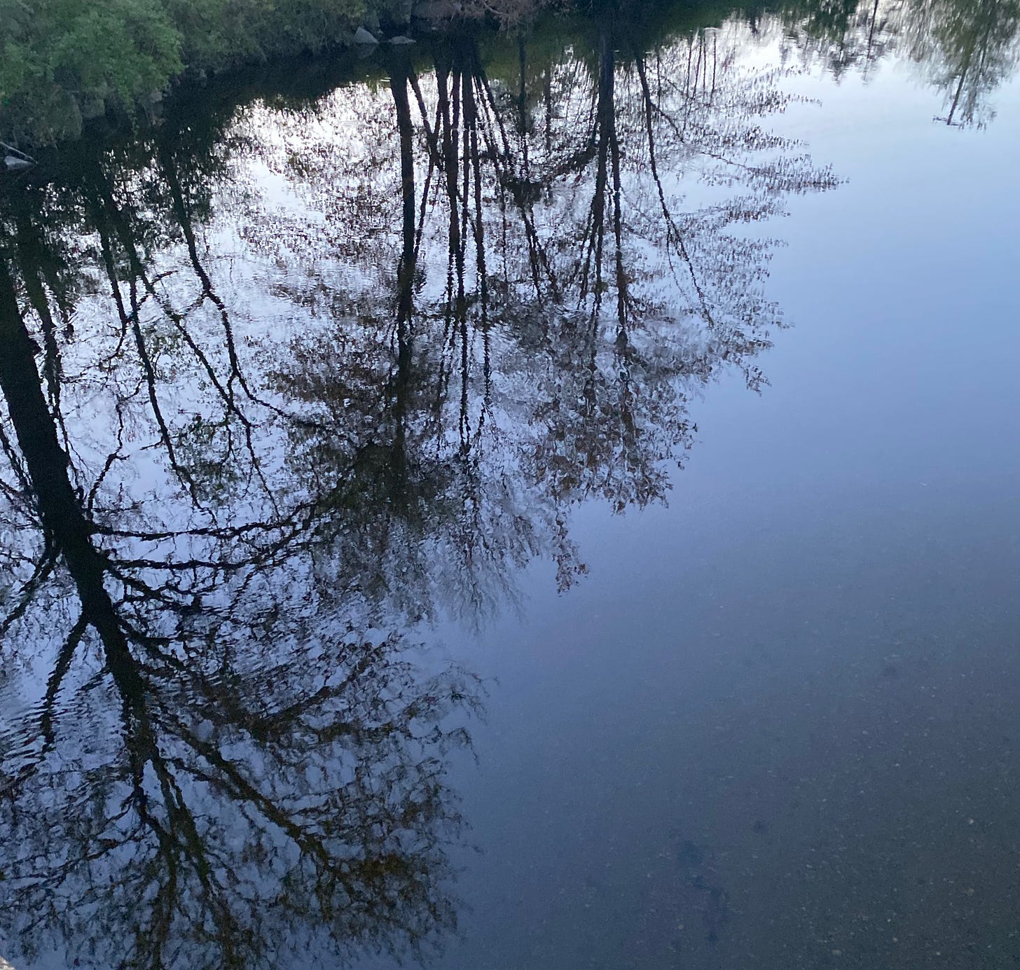 Dark reflections of several leafing-out trees in the still blue water of a river.