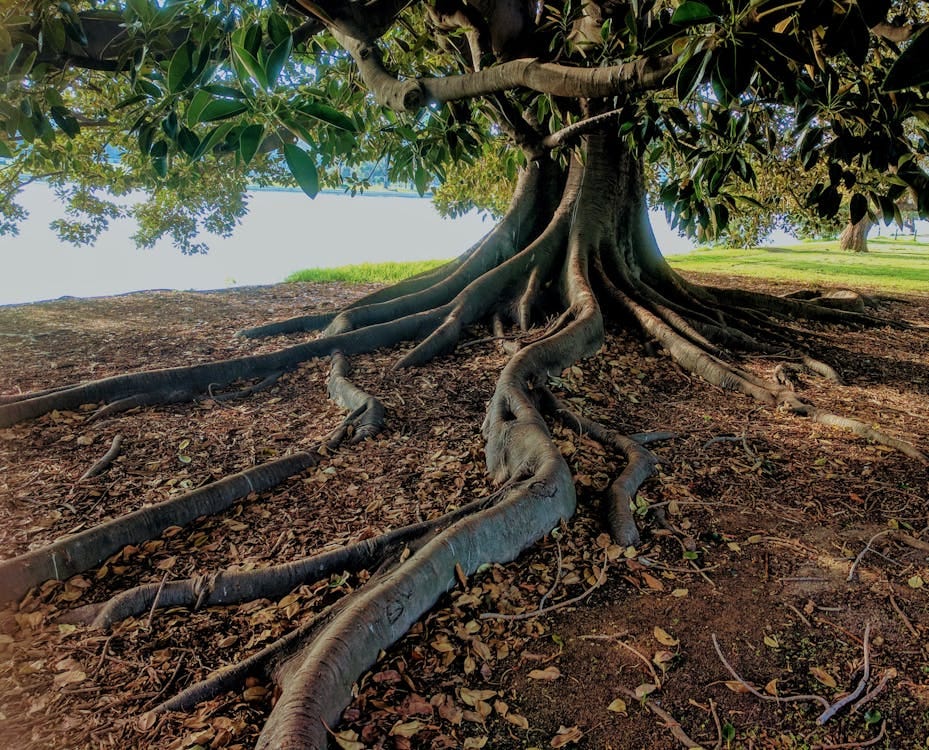 Free Gray Trunk Green Leaf Tree Beside Body of Water Stock Photo