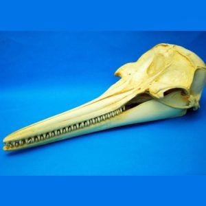 rough-toothed dolphin female skull