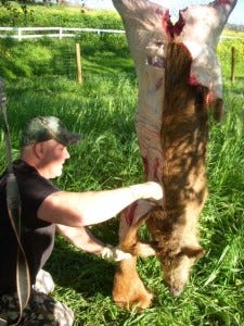 Matt is *pants-ing* the boar. There is very little fat on this energetic forager.