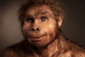 Image result for hominid