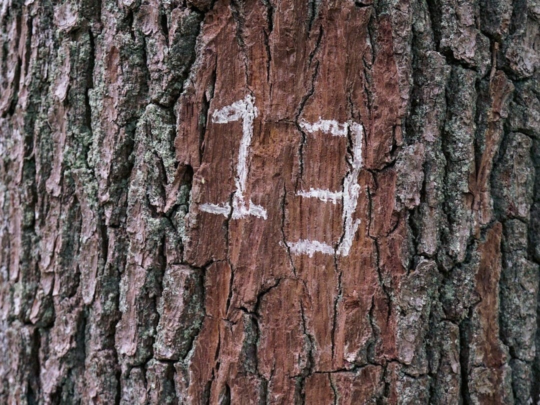 photo of tree trunk