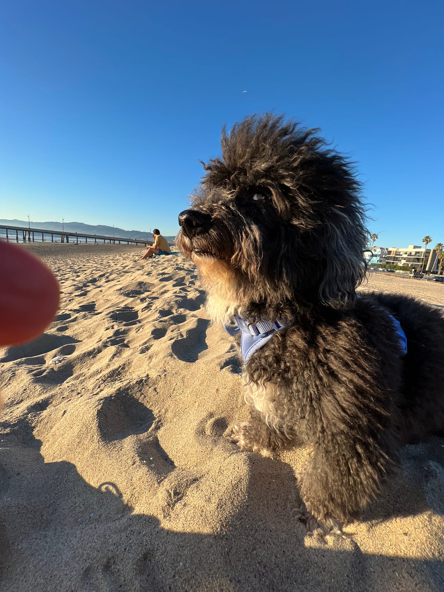 Small shaggy-haired black dog gives side-eye to the camera, seated on Venice Beach.