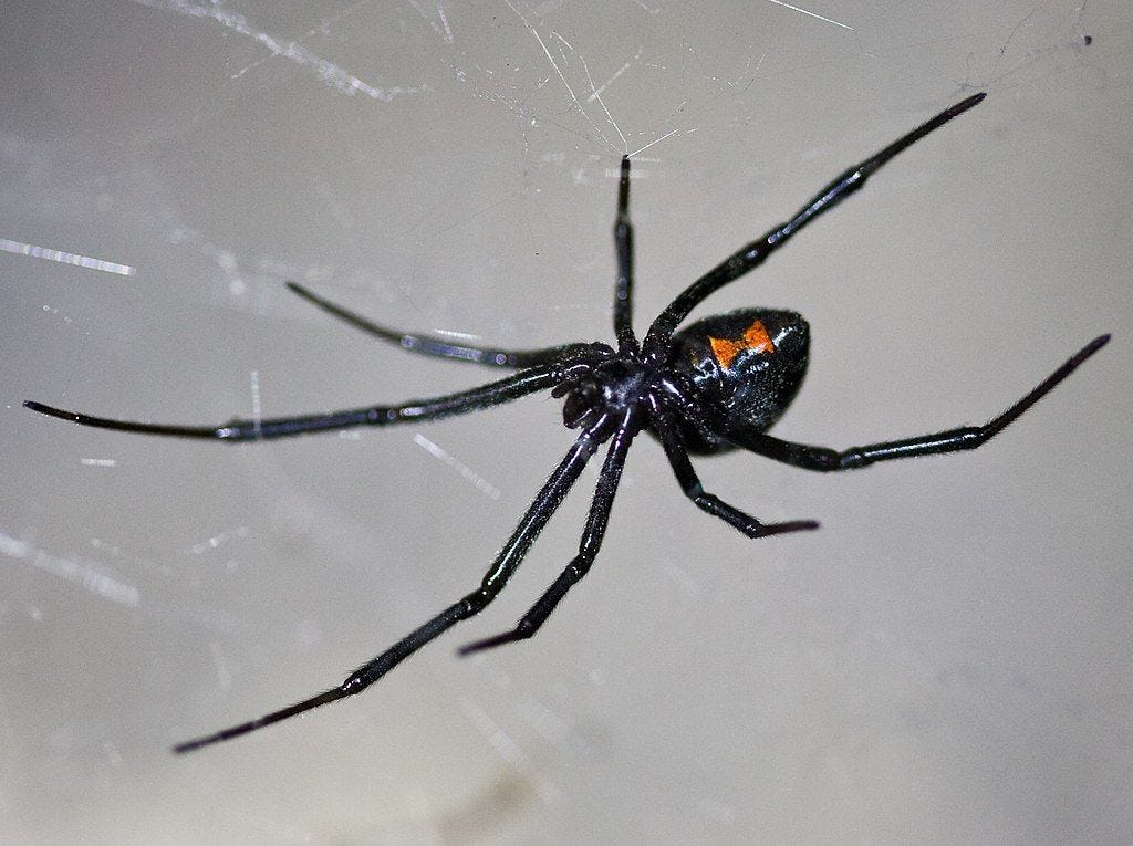 photo of Latrodectus hesperus from Berkeley, California by Ken-ichi Ueda via Wikipedia