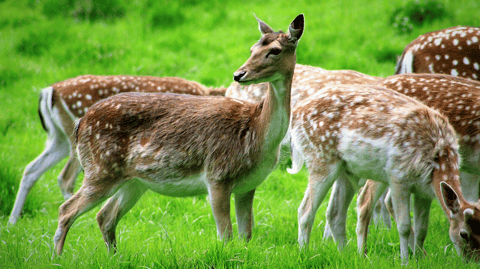 The European Fallow Deer... considered an invasive species on a BC island, which the Government of Canada is anxious to eliminate, and brought in foreign 'expert marksmen' to do it with guns they have outlawed for Canadians. 