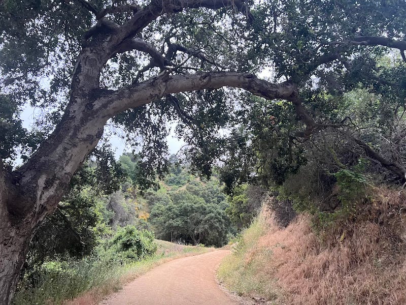 California live oak tree