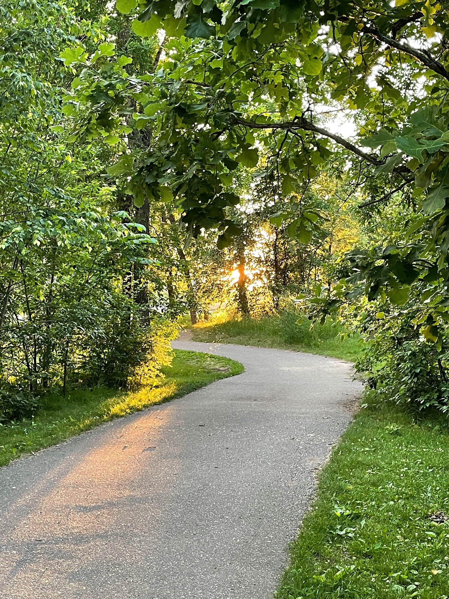 Paved bike trail curving through woods, with filtered light shining through trees.