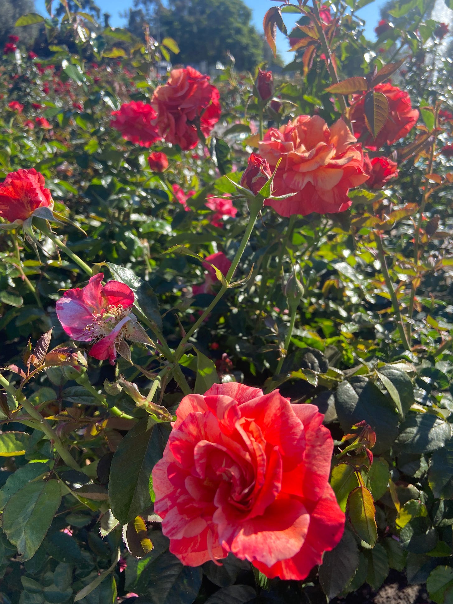 a bush of redish/pink roses in Balboa Park here in San Diego, on a sunny Sunday afternoon