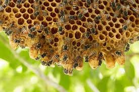 3,800+ Honey Bee Hive Tree Stock Photos ...