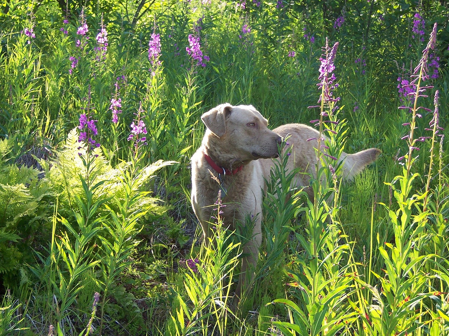 Kenai and Fireweed flowers in Alaska