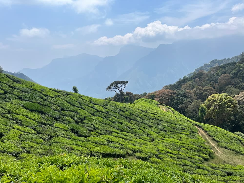 Tea plantations in Munnar, India