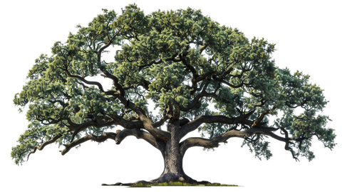 An oak tree clipart example with white background, perfect for any kind of graphical projects.