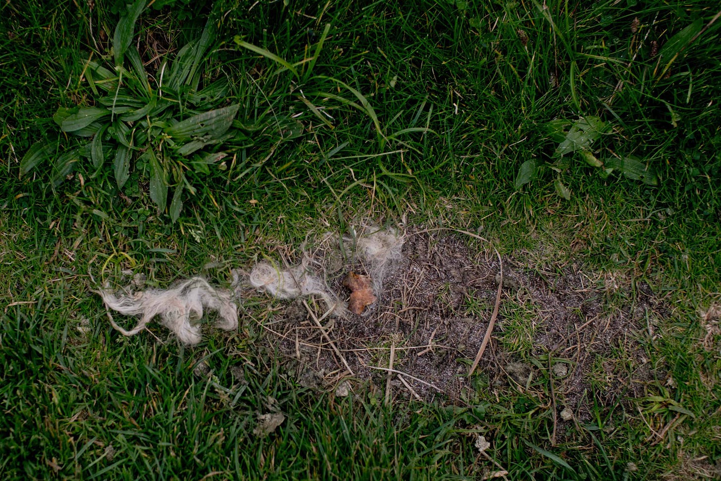 Fig 9. The remains of a sheep on An Blascaod Mór (Great Blasket Island.) September 2020. Photo credit: Nancy Forde. All rights reserved. nancyforde.com