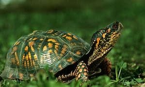 Image result for Beautiful Turtles