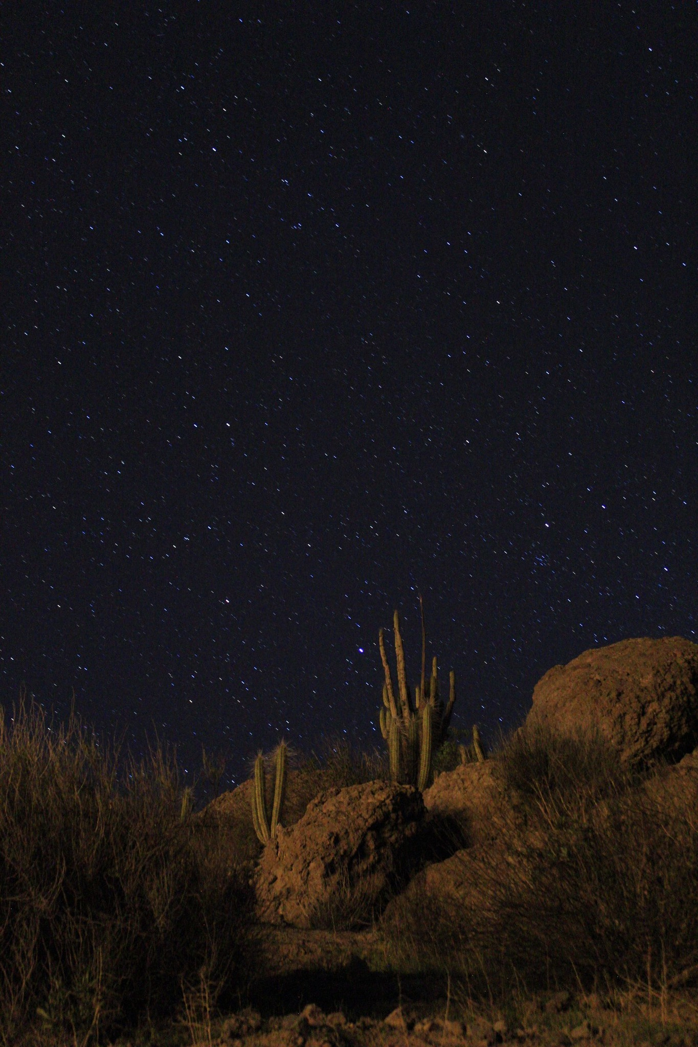 Monte con cactus y cielo muy estrellado. Foto propia.