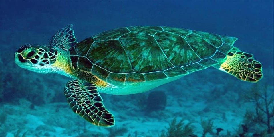 Pacific Green Sea Turtle - Costa Rica Turtle Species