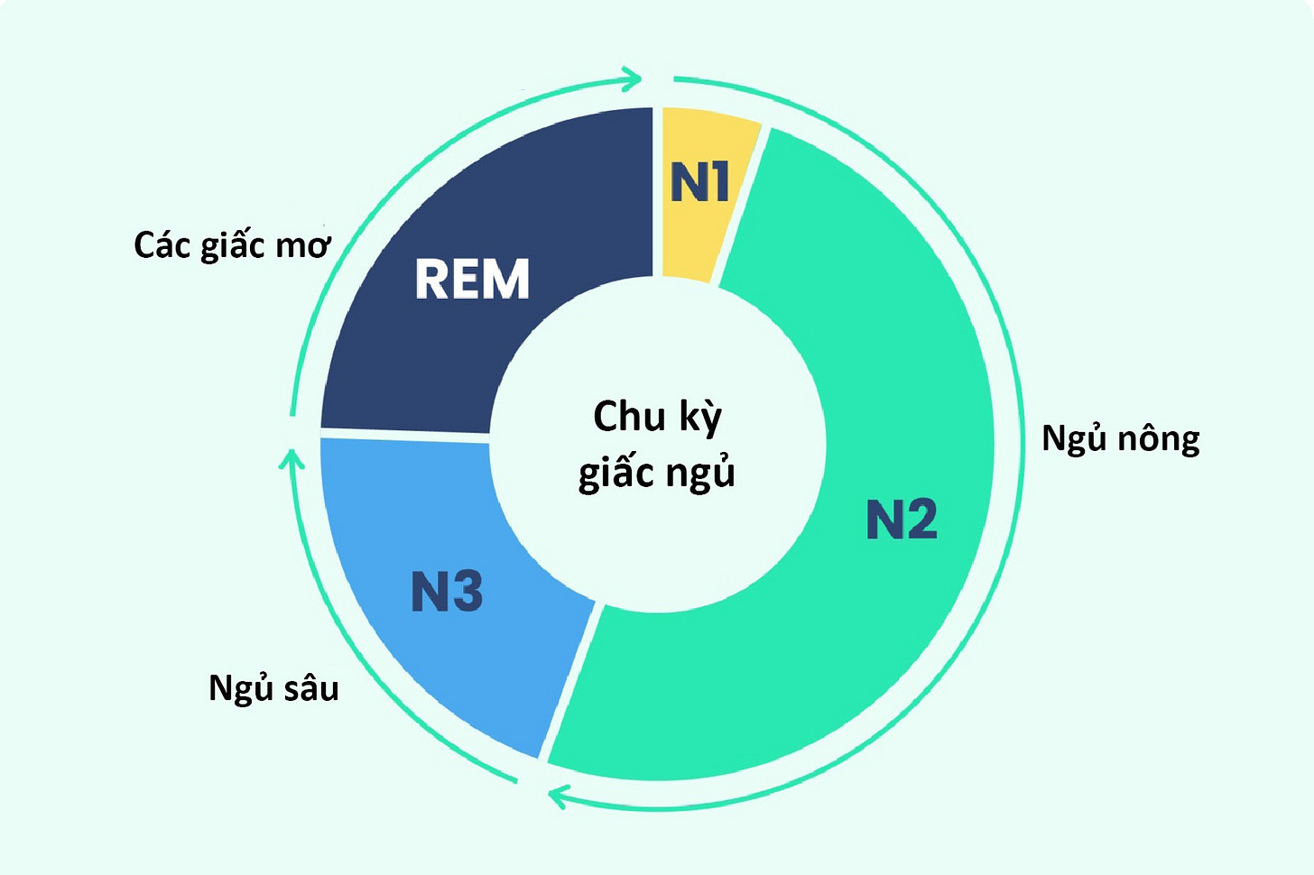 Giấc ngủ đa pha có lợi ích thật sự hay không?