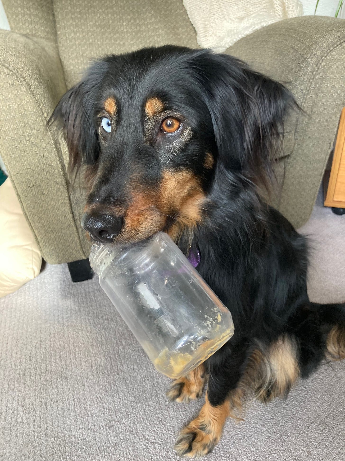 Black and brown dog with an empty peanut butter jar in her mouth