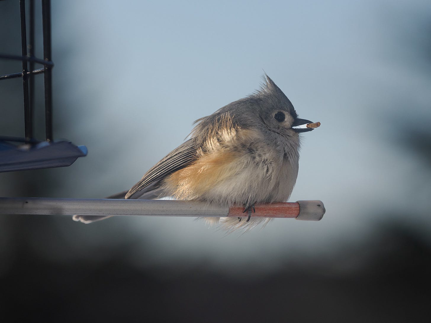 Tufted Titmouse