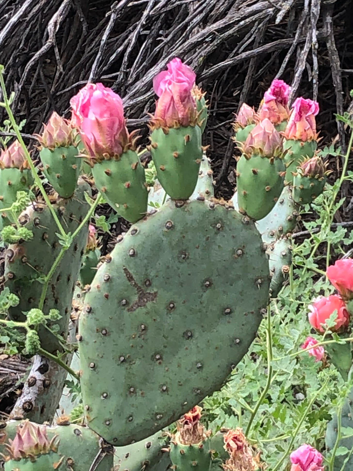 Prickly pear cactus with pink blooms, just beginning to open