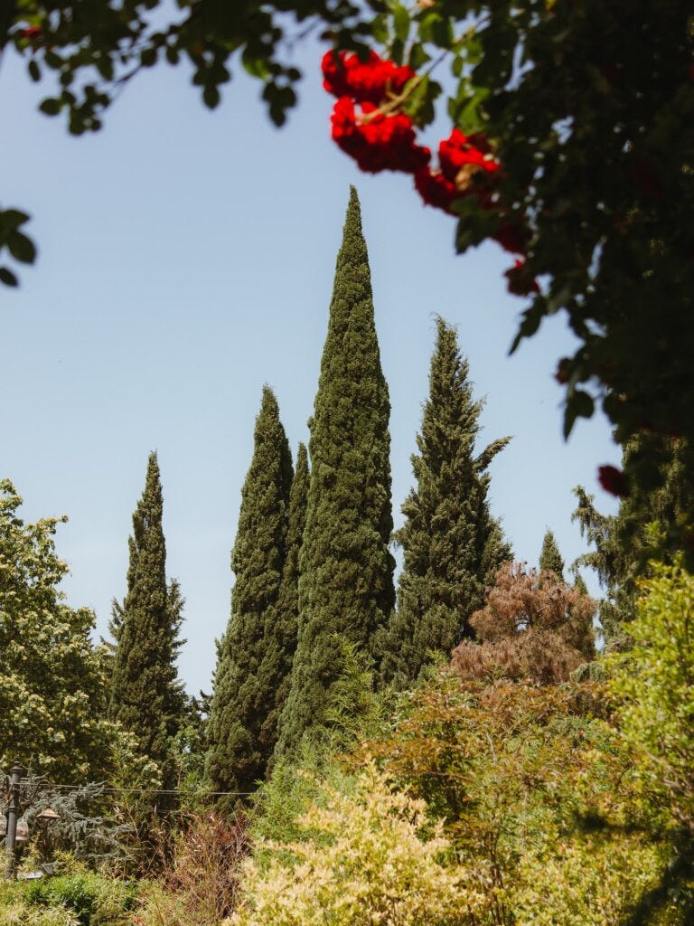 cypress trees