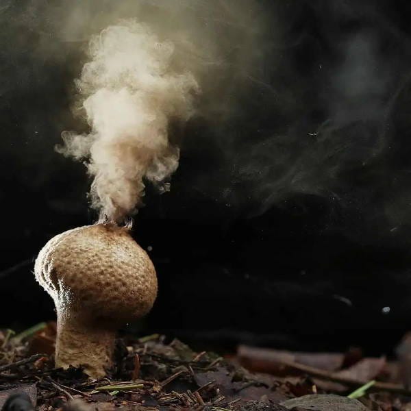Mushroom Spores vs. Spawn: What is the Difference? | North Spore