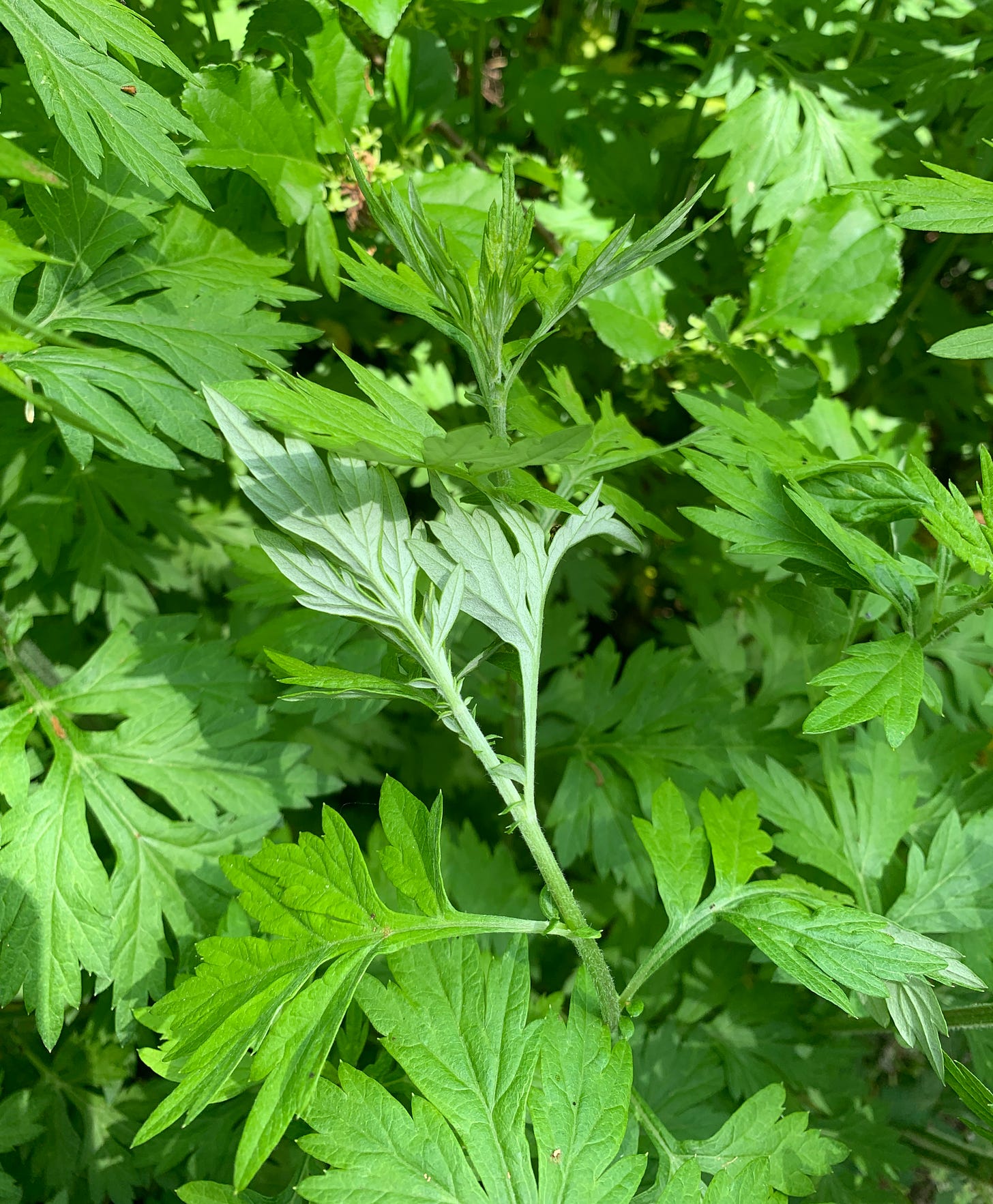 A photograph of mugwort leaves