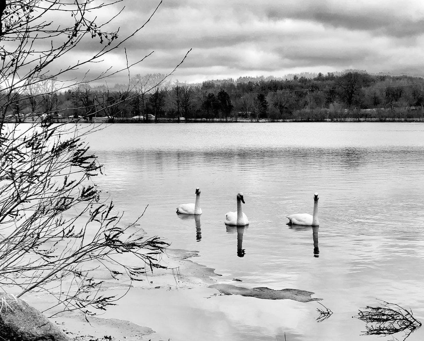 Black and white image of swans on a river.