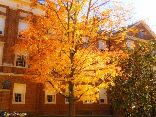 autumn tree