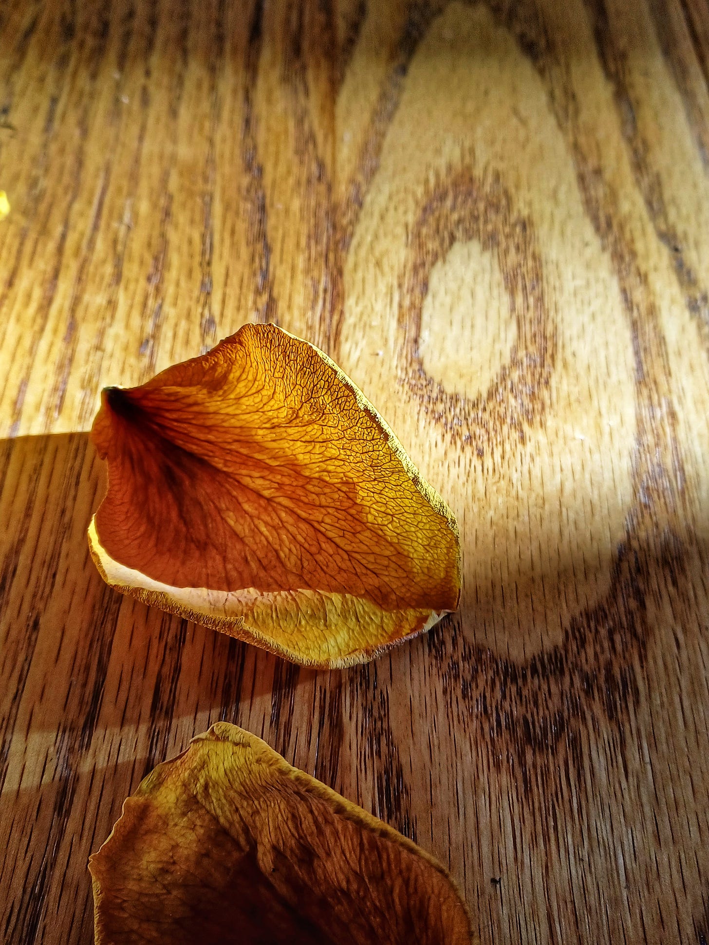 Rose petal in winter sun on wood grained surface. 