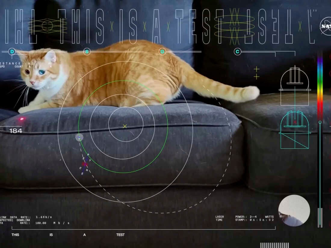 This cat video is out of this world, and NASA used a laser to beam it to  Earth : NPR