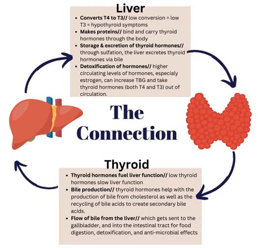 liver thyroid connection