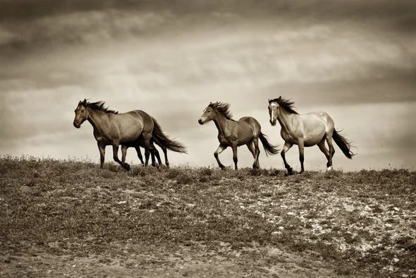 black and white photo of small band of horses crossing a landscape