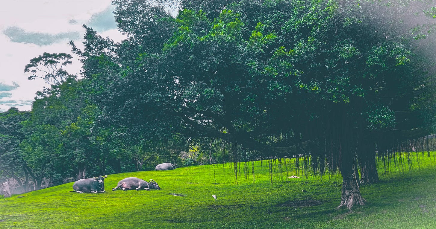 The three water buffalo at Taipei National University of the Arts nap on the grass under a large tree