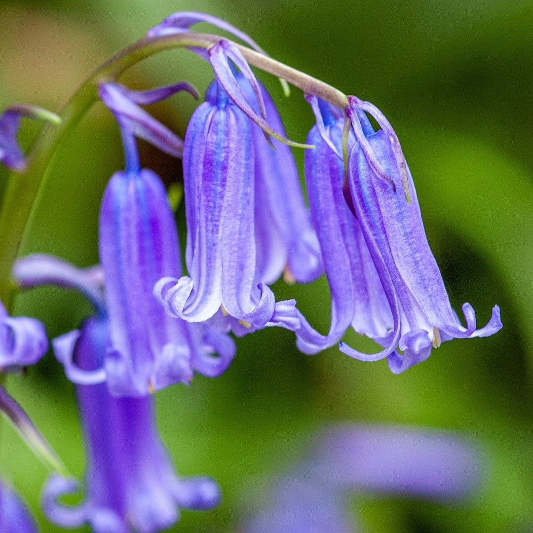 a close up of a purple flower with green leaves in the background