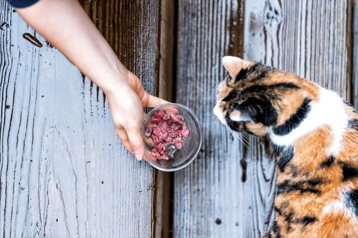 Homemade Cat Food: Benefits, Tips & How to Get Started | RAWZ