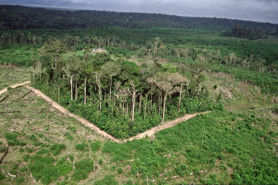 Habitat fragmentation lessons from long-term, large-scale forest  experiments - Conservation Corridor