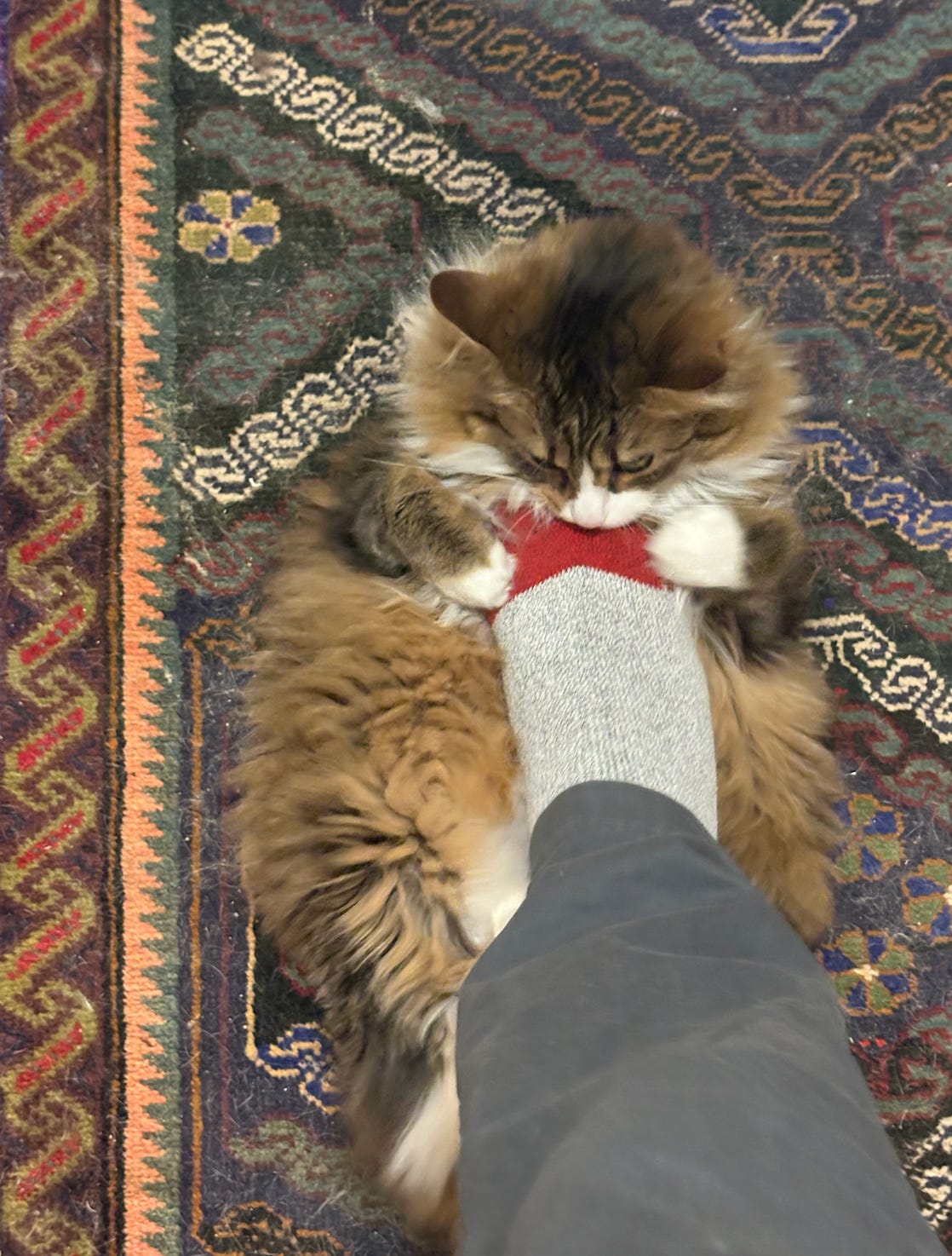 brown and white kitty lying on his back and attacking my be-socked foot, which is rubbing his soft underbelly
