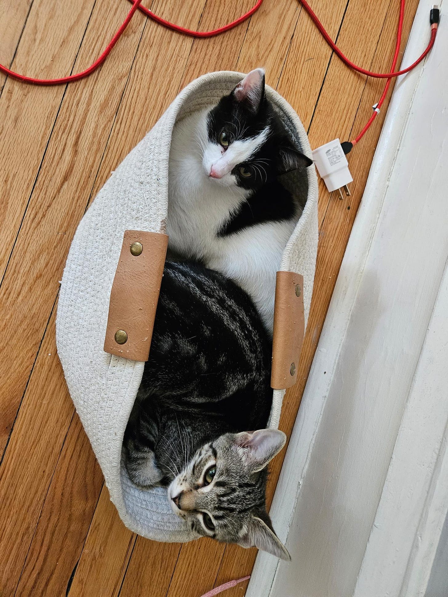 Two cats cuddling with each other in a fabric basket