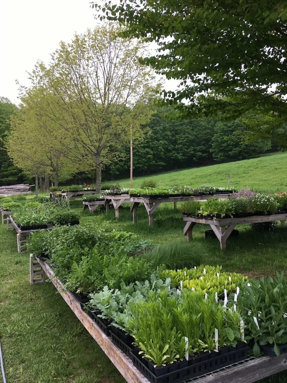 Bunker Hill Farm nursery. Photo by Helen O’Donnell