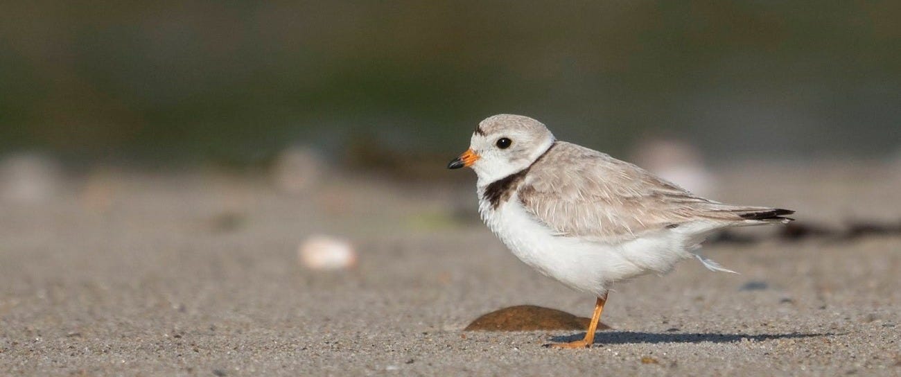 A white and tan bird with a black line around its neck and across its forehead stands on a sandy beach.