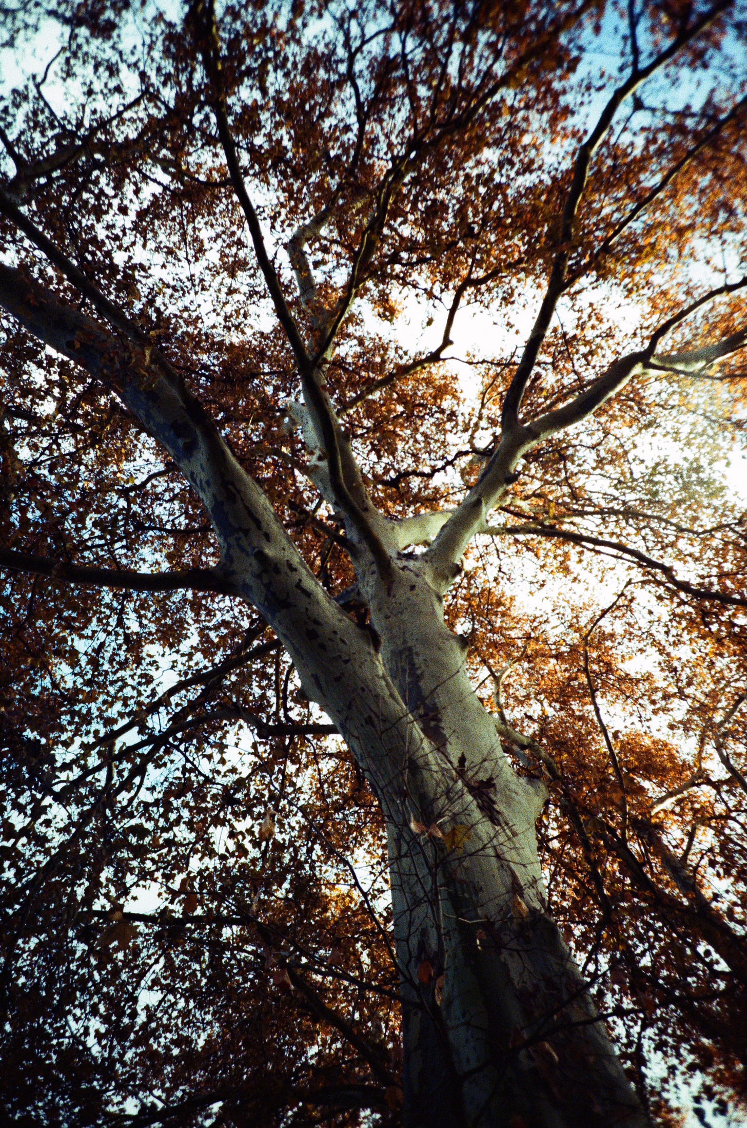 a photograph of an orange-ish tree, with the camera angled upward toward it.