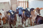 https://www.iaea.org/sites/default/files/styles/thumbnail_165x110/public/cattle-burundi-1140x640.jpg?itok=wlukmyfz