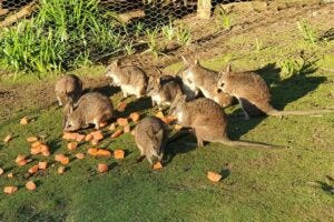 Parma wallabies at a private enclosure at Yengo, Mount Wilson in New South Wales. Photo: Professor George Wilson/ANU