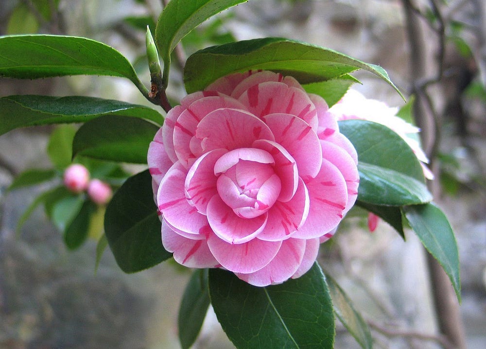 pink Camellia plant