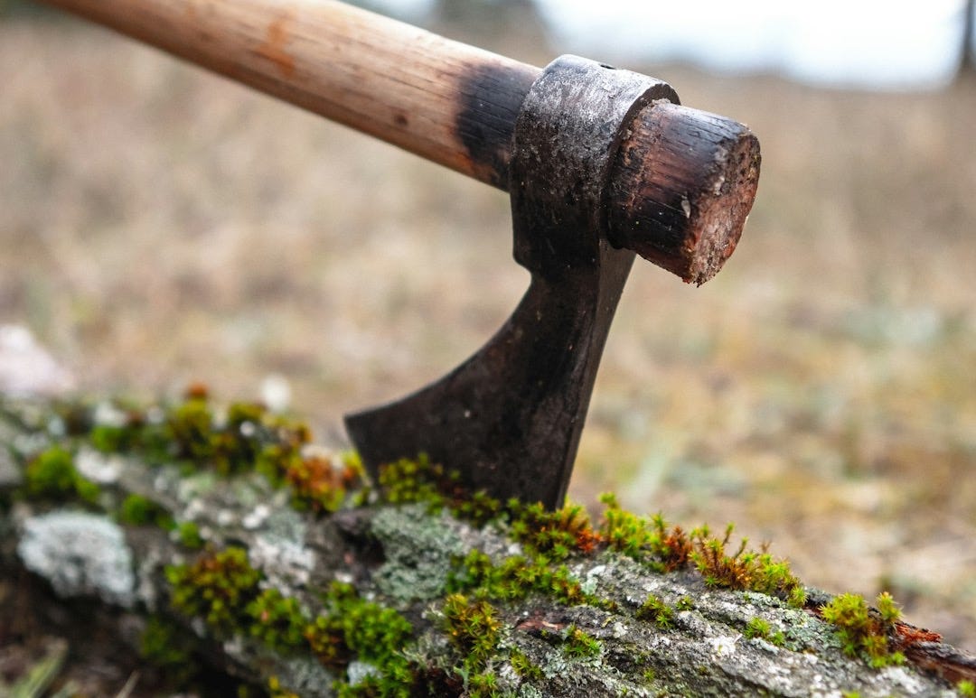 a tree branch with moss growing on it