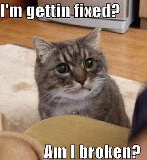 15 Cat Memes to Brighten Your Day